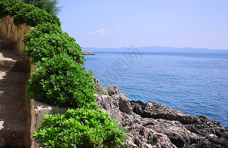 Boxwood 地中海海岸的boxus灌木园艺花园绿色树篱后院支撑海岸衬套栽培图片