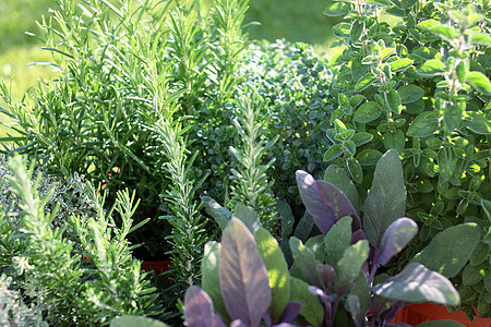小型草药花园生长百里香迷迭香后院前院栽培食物香料草本植物韭菜花图片