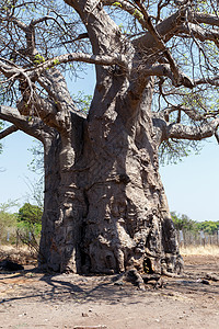 长成大象的babobab树卡萨旅游荒地高原游戏沙漠大草原野生动物蓝色生态背景图片