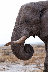 Etosha国家公园上的非洲大象树干男性小牛动物老人荒野国家獠牙耳朵象牙图片