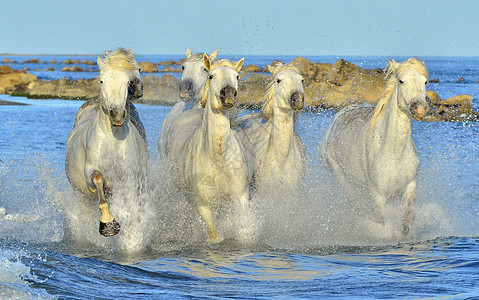 奔跑的卡马格白马哺乳动物力量农场生态海滩荒野河口速度国家动物图片