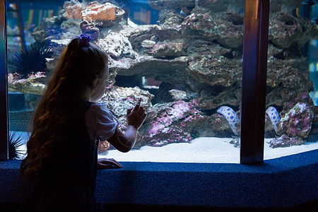 小女孩在看鱼缸女性好奇心海上生活童年动物女孩生活活动乐趣学习图片