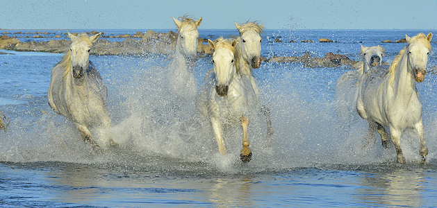 奔跑的卡马格白马生态跑步自由动物河口海滩沼泽哺乳动物速度马术图片