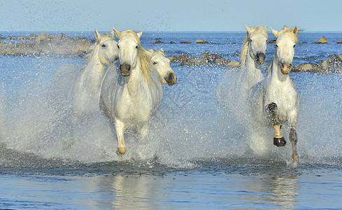 奔跑的卡马格白马跑步海滩生态自由马术速度动物荒野运动力量图片