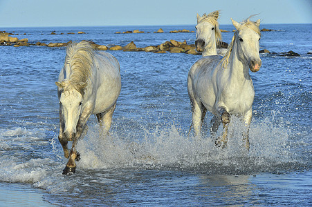 奔跑的卡马格白马速度海滩自由马术国家动物运动赛跑者河口农场图片