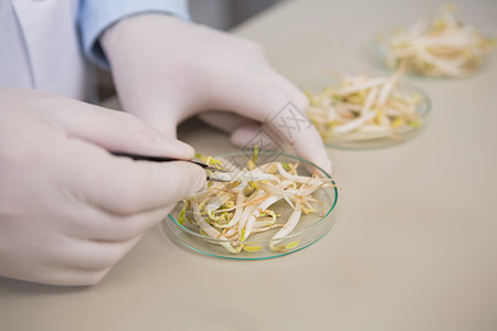 科学家研究大豆种子微生物学手套食品工作服防护花盆安全食物改造科学图片