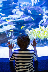 年轻人摸鱼罐头生活手指手势水族馆乐趣海上生活男性生物学蓝色海胆图片