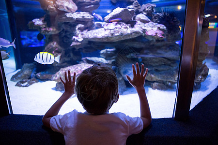 年轻人摸鱼罐头生物学男性蓝色男生鱼缸专注手势水族馆乐趣海上生活图片