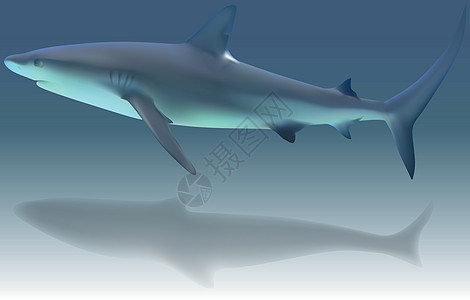 加勒比珊瑚礁鲨鱼捕食者动物食肉猛兽海洋盐水海上生活蓝色插图图片