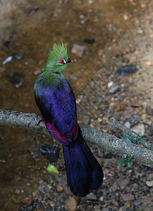 克尼斯纳 Loerie 或 Turaco 鸟动物野生动物蓝色红色荒野翅膀鸟类羽毛图片