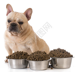 喂养狗小吃早餐舌头动物犬类营养宠物情感白色小狗图片