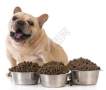 喂养狗营养犬类小吃情感盘子动物舌头毛皮饮食午餐图片
