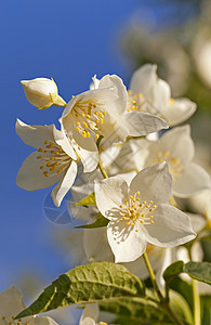 茉菊花衬套植物绿色花瓣生长园艺白色季节叶子图片