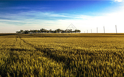 实地景观场景农业草地农村太阳牧场天空小麦全景爬坡图片