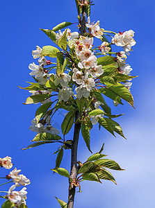 野生 甜美 鸟儿或鹅樱桃树 春花 鲜花叶子天空绿色蓝色花瓣荒野植物学季节植物群水果图片