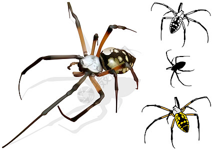 黄蜂蜘蛛昆虫动物条纹插图动物群宏观绘画图片