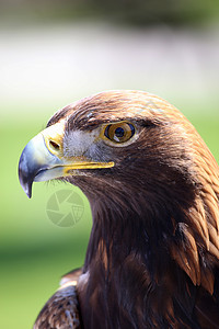 金鹰的肖像荒野猎人力量猎物掠夺性眼睛智力羽毛白色野生动物图片