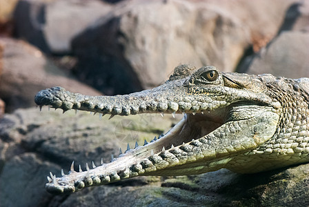 张开嘴的鳄鱼荒野蓝色力量眼睛动物皮肤动物园牙齿公园危险图片