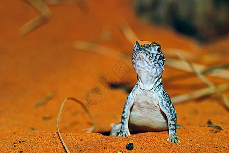 沙中的蜥蜴干旱爬虫环境斜方肌岩石动物沙漠野生动物石头眼睛图片