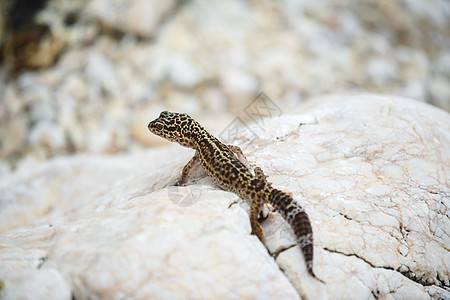 岩石上的壁虎蜥蜴眼睛爬虫宏观环境宠物白色尾巴情调爬行动物荒野图片