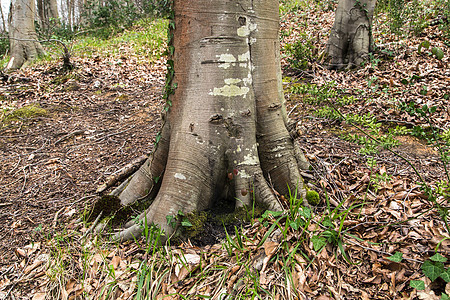 大树根绿色衬套植物森林场地叶子图片