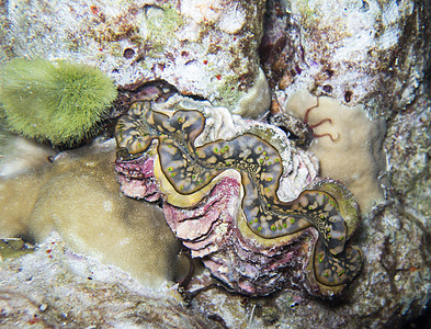 特写了泰国南安达曼的巨蛤海洋潜水动物图片