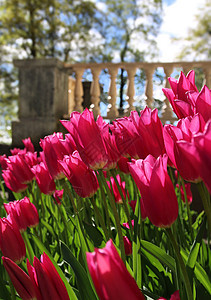 花园露台附近的红色郁金香图片
