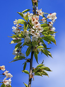 野生 甜美 鸟儿或鹅樱桃树 春花 鲜花植物学绿色荒野季节叶子植物白色花园水果天空图片