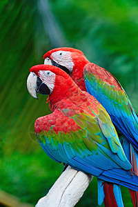 绿翼马aw动物热带翅膀蓝色宠物红色野生动物绿翅羽毛鹦鹉图片