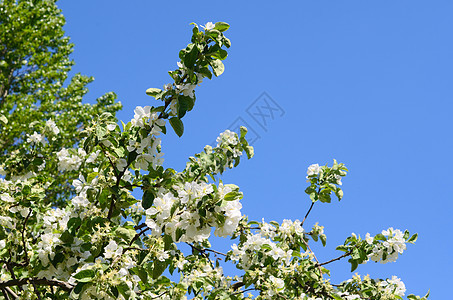 春天的苹果花水果植物天空宏观生活花瓣蓝色花园叶子季节图片