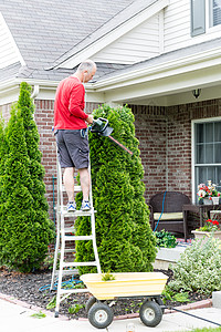 Arborvitae或Thuja树的园艺人图片