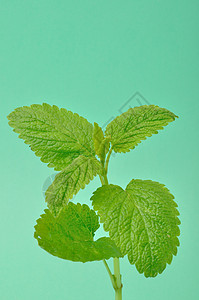 柠檬盐 梅莉萨树叶叶子香脂唇形科植物绿色花园唇形香蜂草图片