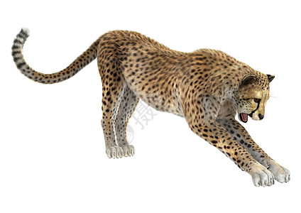 猎豹动物群哺乳动物捕食者野生动物大猫食肉白色荒野动物毛皮图片