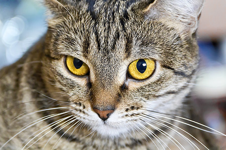 黄色眼睛的猫肖像动物灰色胡子宠物胡须哺乳动物鬓角条纹图片