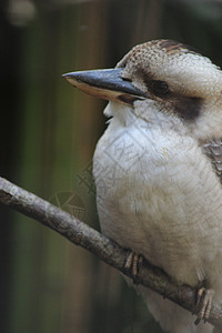 笑着的Kokaburra环境动物园眼睛翠鸟荒野羽毛白色动物尾巴棕色图片