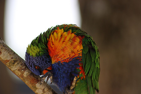 彩虹洛丽凯特橙子家畜羽毛国家异国鹦鹉野生动物动物眼睛荒野图片