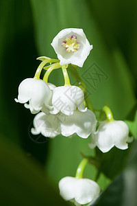 春花中闪耀着山谷的莉莉森林花瓣阳光植物百合生活植物群花园植被公园图片