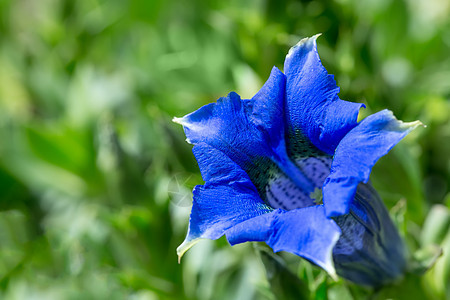 花园中蓝春花朵的花朵高山高地植物群蓝色濒危背景保护资产植物学文化图片
