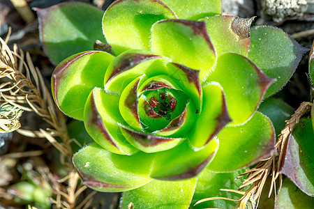 绿色青绿的西姆伯利夫特首玫瑰荒野韭菜园艺小鸡花园框架植物群母鸡植物学图片