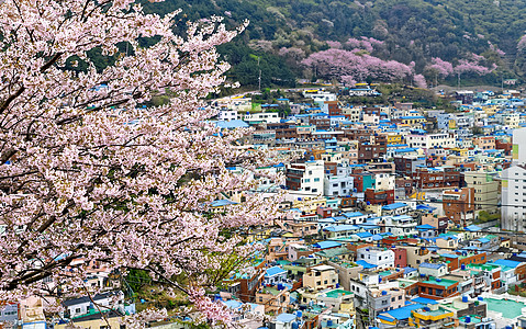 釜山甘川文化村的樱树金融旅游景点地标全景游客夜景旅行场景天际图片