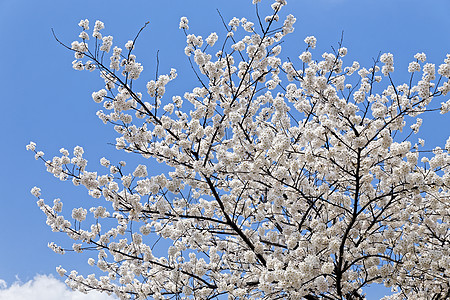 盛开的苹果树枝晴天白色蓝色花园天空樱花图片