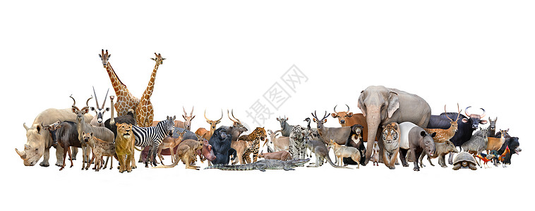 世界动物鬣狗斑马狮子鸵鸟河马血清脚鸡野牛哺乳动物太阳熊图片