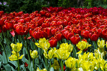 Keukenhof 中多彩的郁金香图片