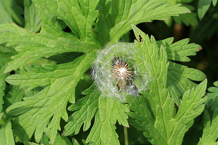 Dandelion 种子头花园场地植物黄色乡村草地白色叶子季节绿色图片