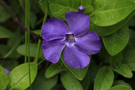 佩里温克花植物群草本植物园艺白色紫色花瓣叶子花园生长绿色图片