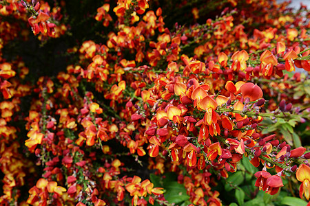 红扫扫帚花花图片