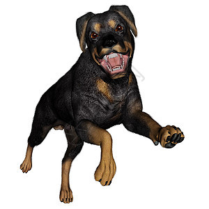 Rotweiller 狗奔腾  3D朋友毛皮跑步动物哺乳动物犬类宠物白色棕色小狗图片