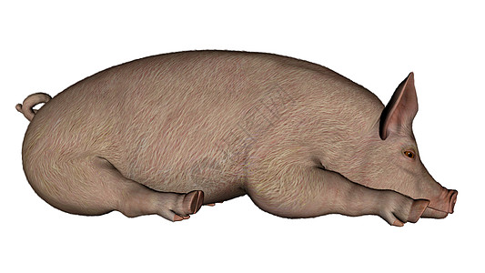 猪睡觉 - 3D图片