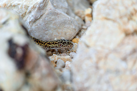 岩石上的壁虎蜥蜴荒野宠物尾巴身体白色眼睛宏观爬行动物情调异国图片