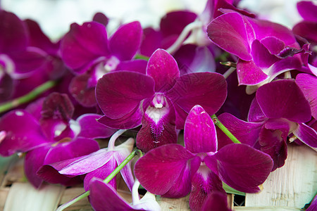 红色兰花花园植物植物学花瓣紫色热带粉色花束植物群宏观图片